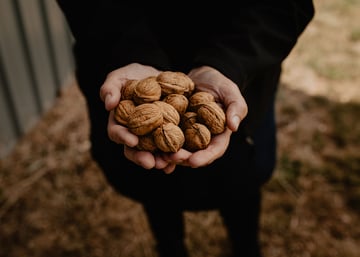 Coaldale-Walnuts-3