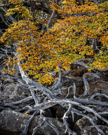 Fagus Darren Wright