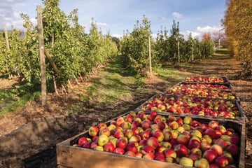 Huon Apples mandatory credit Tourism Tasmania and Nick Osborne