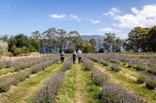 Lavender rows with the Huon River in the background