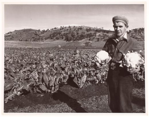 Man-with-Cauliflowers-1960-AA193-1-836P1-full