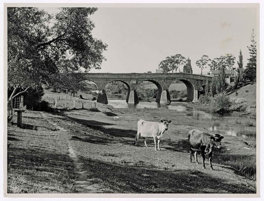 Richmond-Bridget-from-SE-cows-_1940-AA375-1-442-full