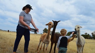 Toffeemont Alpacas-1