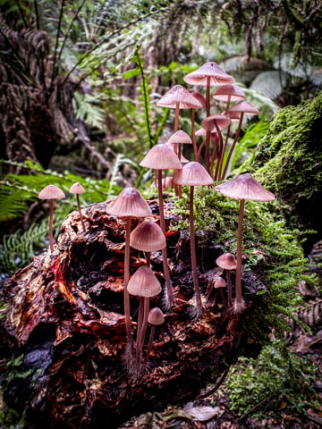 mushrooms 3_6634 carmel gledhill