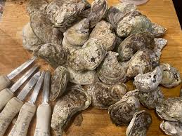 oysters