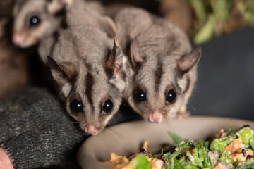 pygmy possums