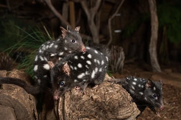 spotted quolls